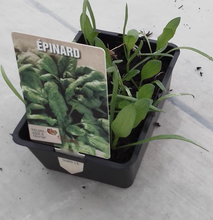 Epinards 6 plants