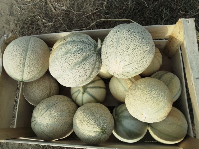 Melon Petit <800 gr