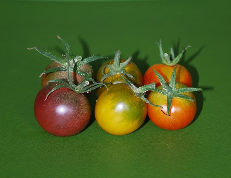 Barquette tomate cerise 500 g