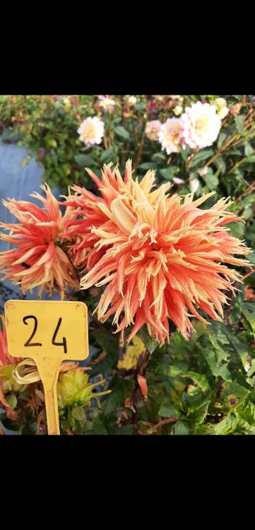 DAHLIA N°24 cactus frange  orange  90-110cm - 1 bulbe