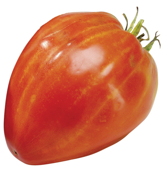 Plant tomate BIO COEUR DE BOEUF pot de 8cm