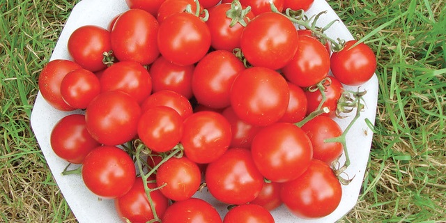 Plant tomate CERISE BIO WASHINGTON CHERRY pot de 8cm