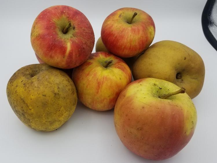 Pommes variétés panachées du Beugnon-79 (env 7 pièces)