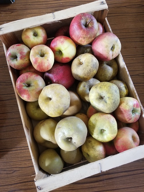 Pommes variétés panachées de Saint Pardoux -79