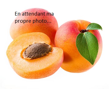 Abricot du Beugnon - 79