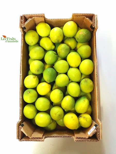 Citron vert (lime) d'Espagne - colis entier
