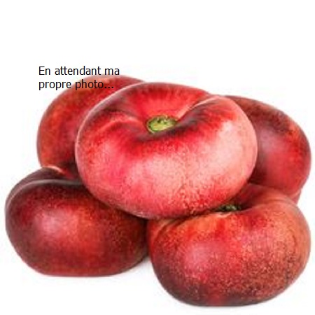 Nectarine plate du Roussillon (env. 10 fruits au kilo)