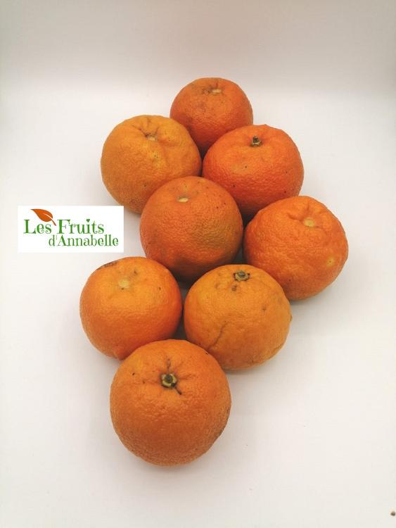 Oranges amères d'Espagne