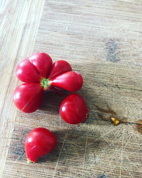 Tomate Voyageur Plant