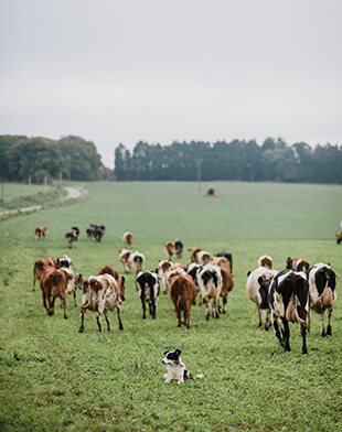 Vaches dans les champs - Invitation à la Ferme