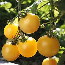 Plant tomate Mirabelle blanche