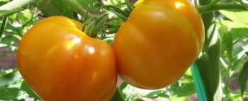 Tomate Golden Jubilée