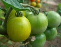 Tomate Raisin Vert