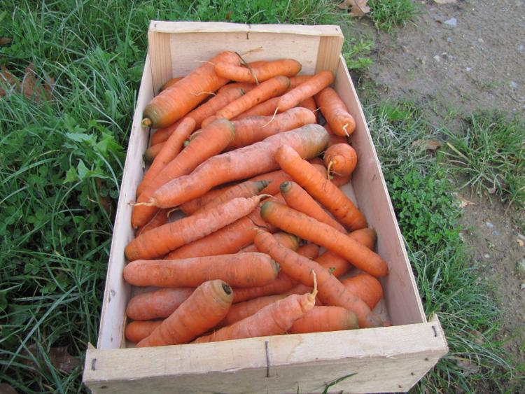 XXX Colis de carotte