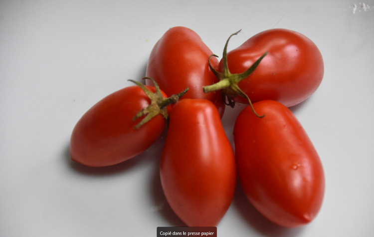 Plant Tomate Roma