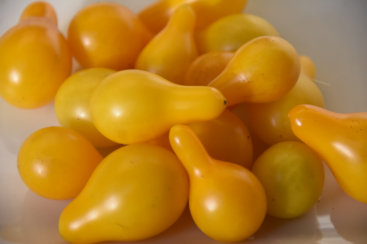 Plant Tomate cerise yellow Pear Submarine