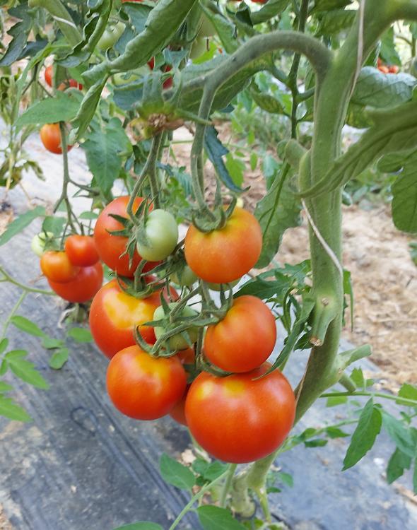 Tomate rouge calibré