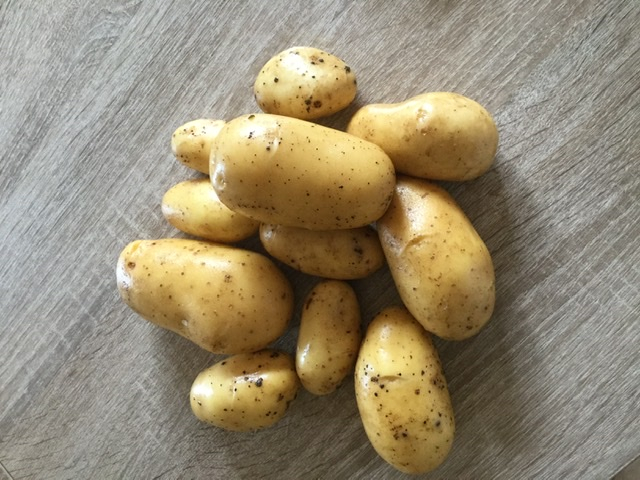 Pommes de terre primeur