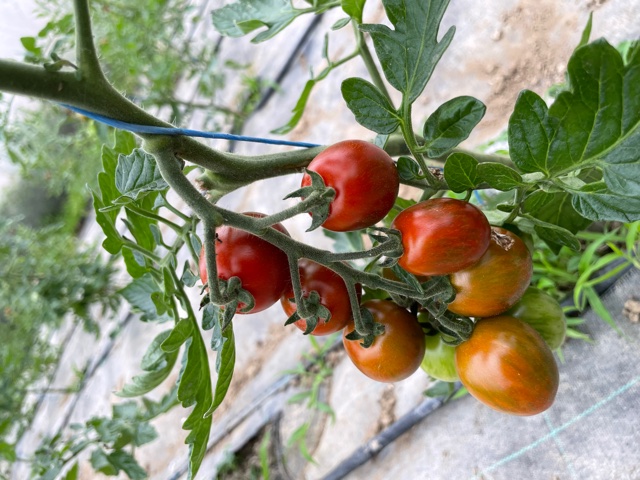 Tomates cerise 3.10  ¤ barquette 250 grammes