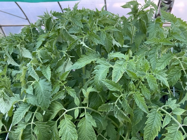Plant de tomate cerise 6 ¤ les 2 plants