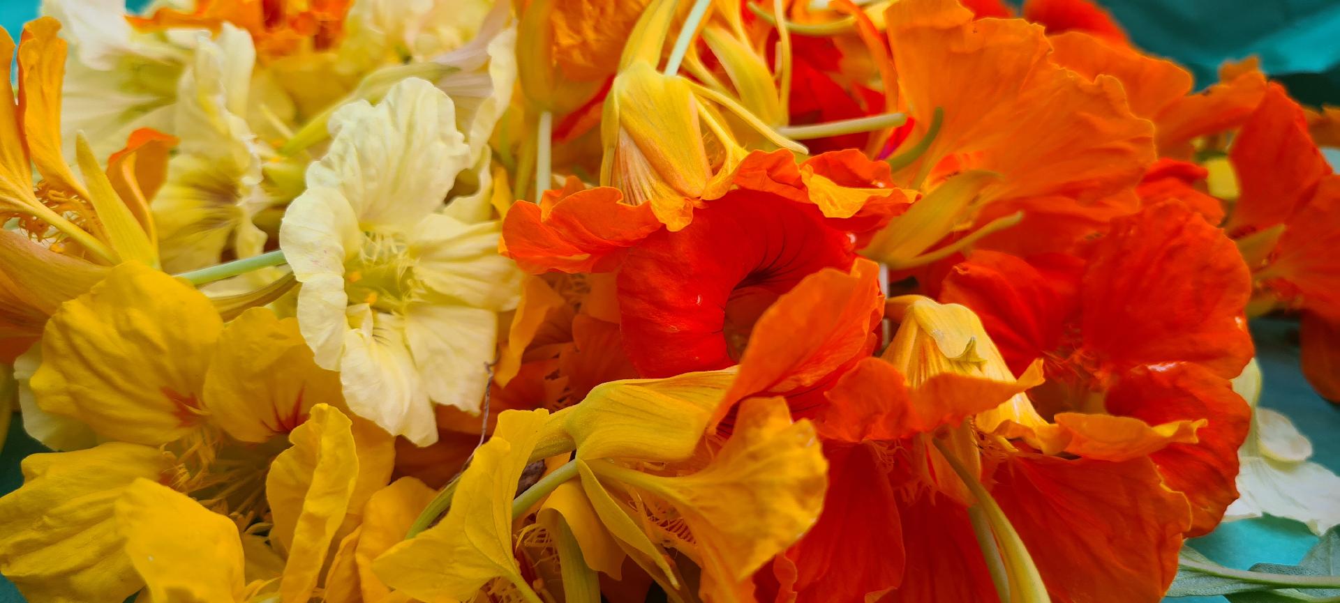Les fleurs de Capucine : décorer et accompagner vos plats
