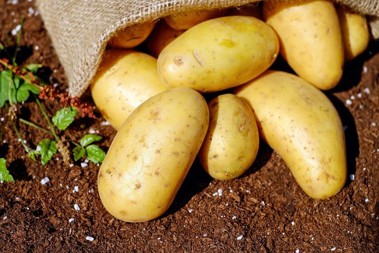 Pommes de terre Normandeline - Chair ferme (blanche) - en filet 10kg