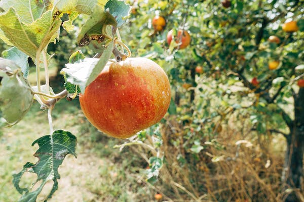Pomme Idared -  rouge acidulée (T.DAVID) - GROS CALIBRE 250g