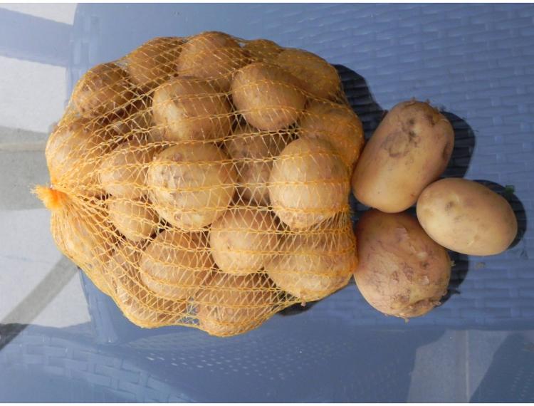 Pommes de terre MELODY (2.5 kg) HALE