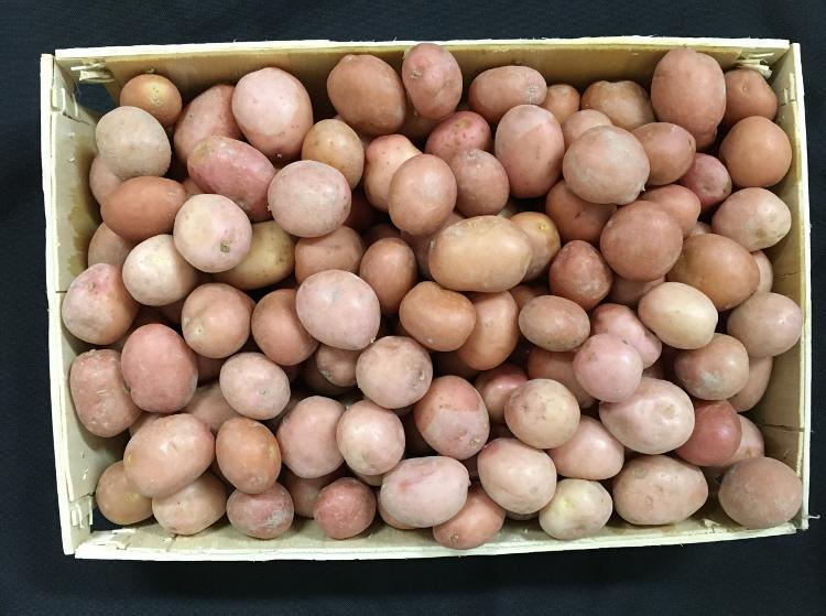 Pommes de terre mini grenailles non lavées (So-patate)-SAS DE SAULT - SO PATATE- retiré