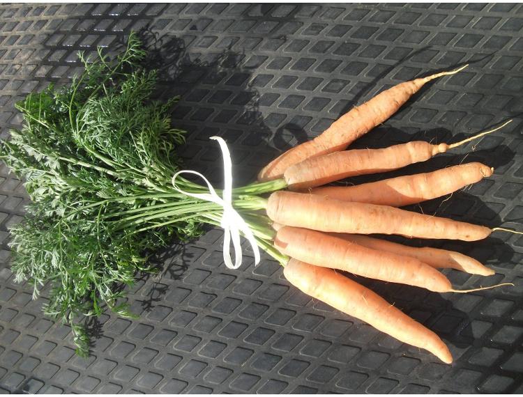 Bottes carottes BIO