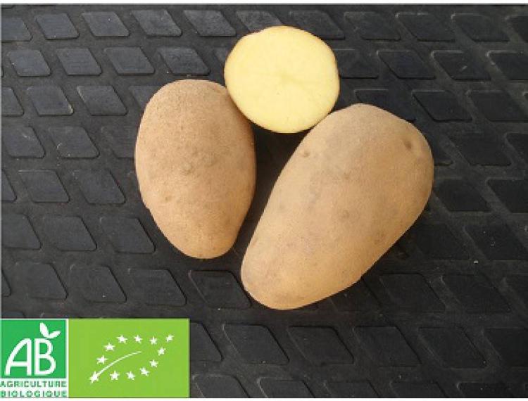 Pommes de terre Charlotte 5 Kg