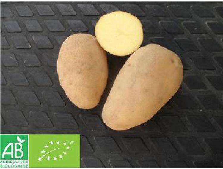 Pommes de terre Charlotte GRENAILLES 2.5kg