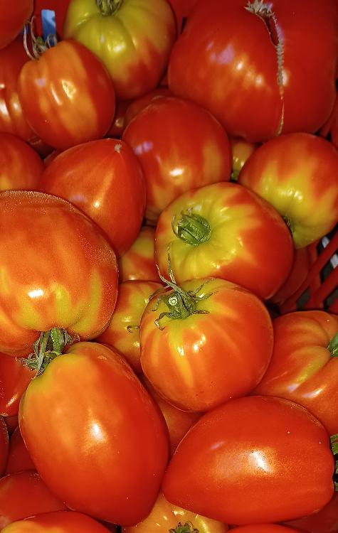 Tomates BIO pour coulis 5kg Florence et ionel Thiry