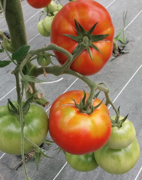 Tomate rouge certifiée BIO 1 Kg Florence et Lionel THIRY