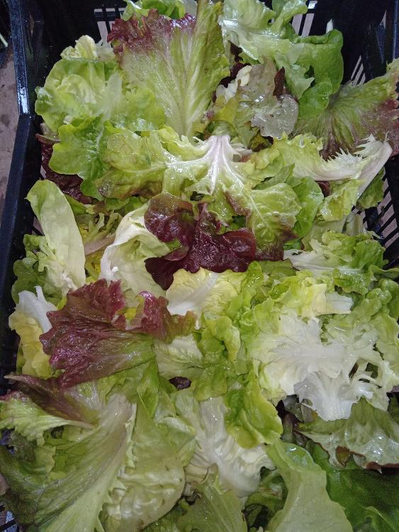 Mélange feuilles de salades