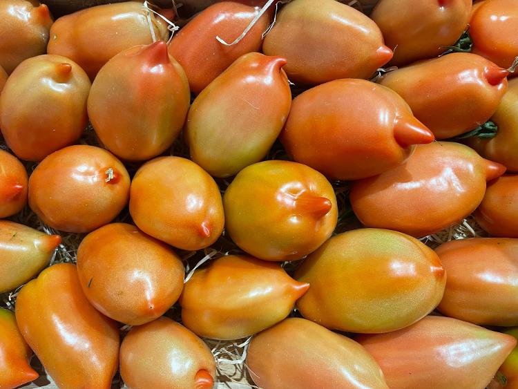 Tomates anciennes Cornue des Andes