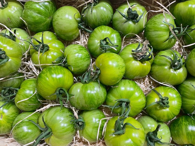 Tomates anciennes Green Zébra