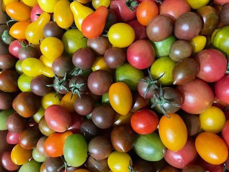 Tomates Cerises Méli Mélo multi couleurs 500gr