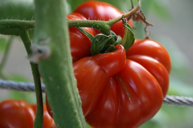 Tomates anciennes Marmandes