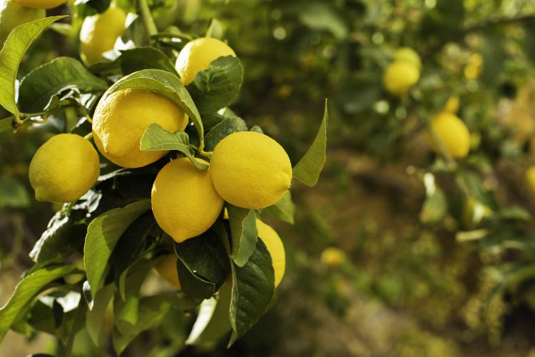 Citrons Corse