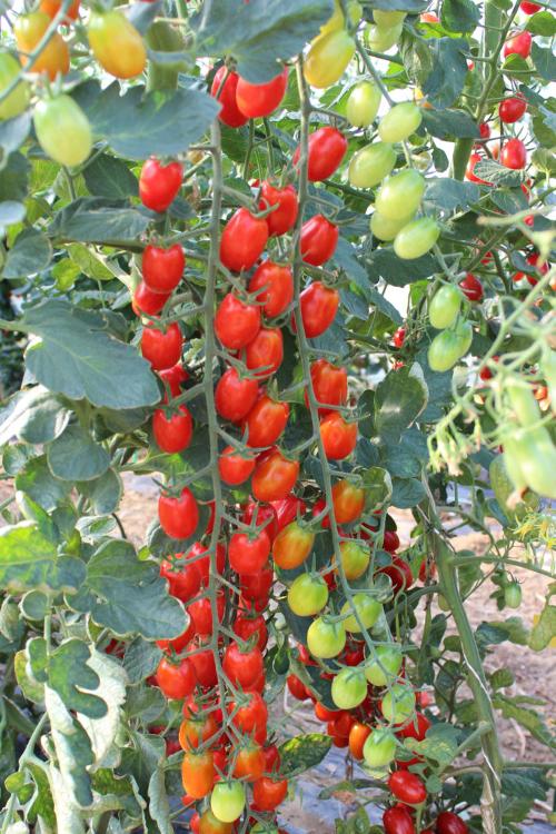 tomate cerise allongé rouge