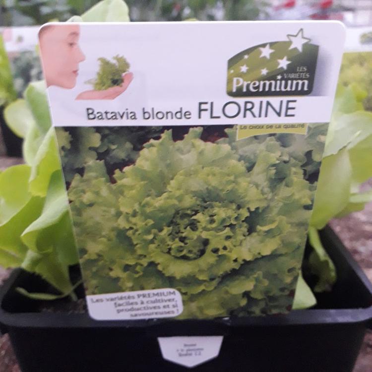 Salade Batavia Blonde