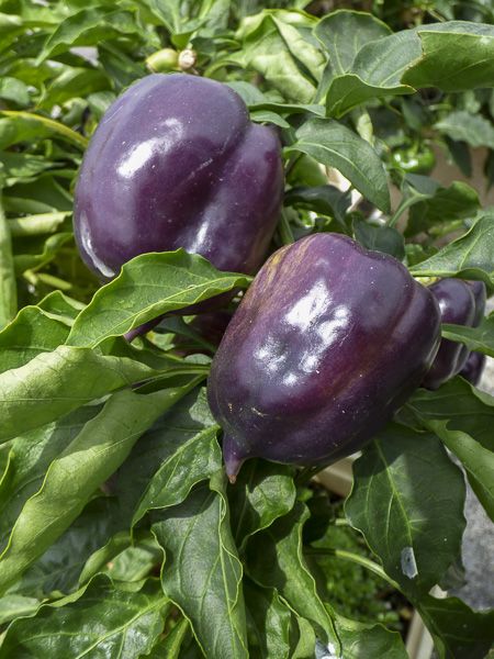 poivron purple