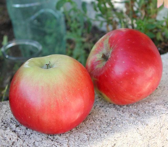 Pommes Akane 5 kg