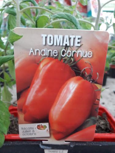 Tomate Andine Cornue