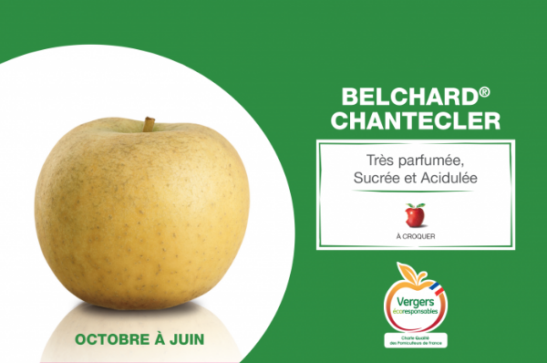 Pomme Belchard-Chantecler grosse