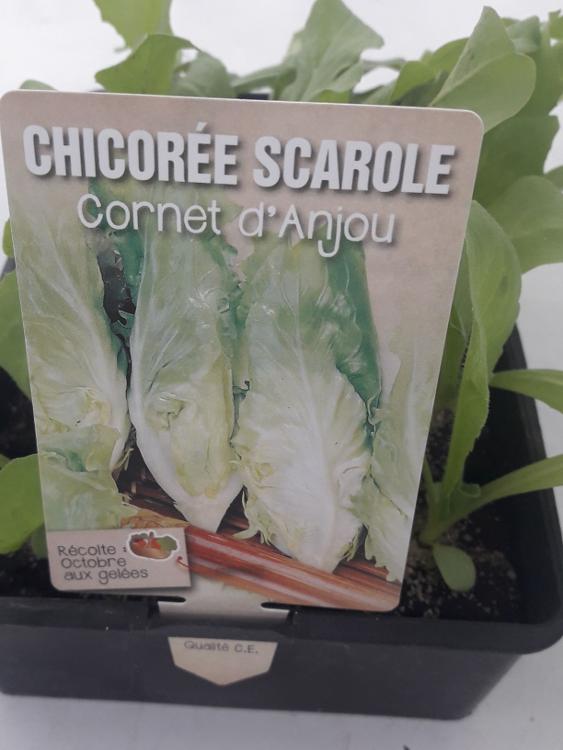Salade Chicorée Cornet D'anjou
