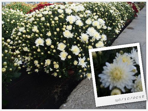 Chrysanthème Petites Fleurs Blanc