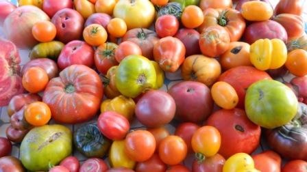 Tomates Variées