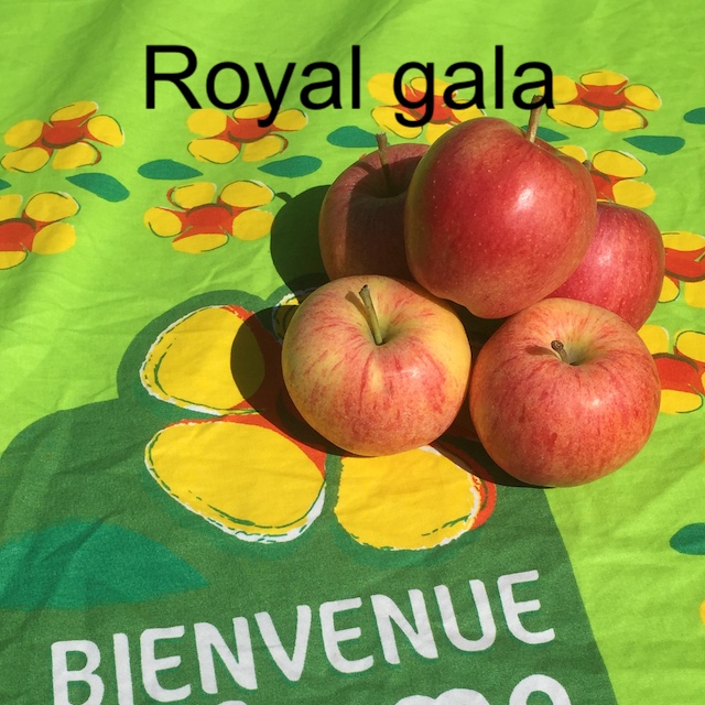Pommes Gala 5 kg